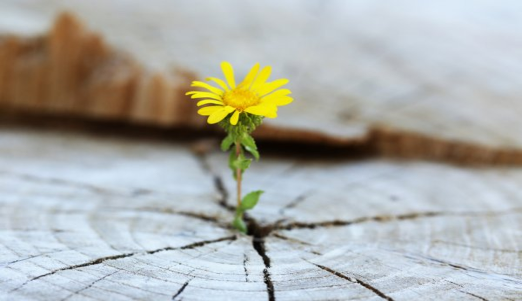 Rebirth of Man